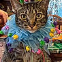 animal, blue_collar, cat, celebration, close_up, colorful, costume, curious, cute, decor, domestic_cat, furniture, indoor, party_hat, pet, pom_poms, sitting, tabby, whiskers, wooden_table