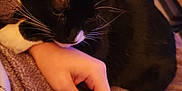 Harley Quinn joined the competition — help win amazing prizes! cat, black_and_white_cat, hand, blanket, couch, indoor, cozy, pet, feline, whiskers, fur, relaxing, nuzzling, human, touch, comfort, domestic_animal, resting, close_up, warm