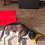 Harley Quinn joined the competition — help win amazing prizes! cat, sleeping, indoor, carpet, sunlight, black_and_white, pet, animal, relaxing, yellow_pillow, star_shaped, red_toy, furniture, cozy, resting, domestic, cute, calm, home, soft