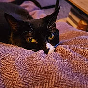Harley Quinn is registered to the contest to win money with this photo: cat, black_cat, white_markings, yellow_eyes, blanket, texture, cozy, indoor, furniture, sofa, table, relaxing, pet, close_up, whiskers, curious, resting, home, warm_lighting, animal