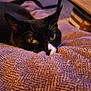 cat, black_cat, white_markings, yellow_eyes, blanket, texture, cozy, indoor, furniture, sofa, table, relaxing, pet, close_up, whiskers, curious, resting, home, warm_lighting, animal