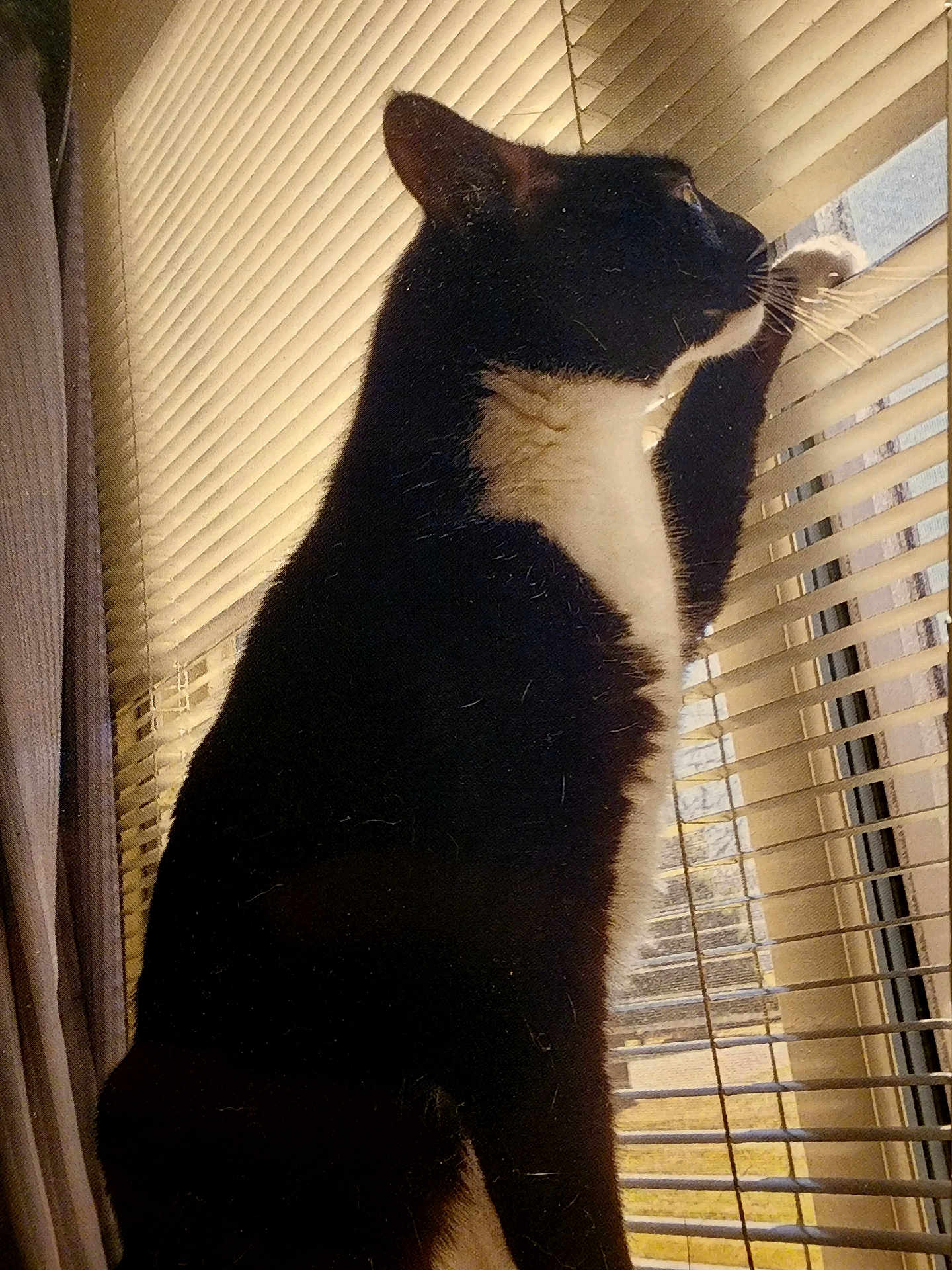 Harley Quinn is registered to the contest to win money with this photo: cat, tuxedo_cat, window, blinds, curtains, indoor, pet, animal, curious, black_and_white, feline, paw, standing, looking_out, daylight, home, domestic_cat, side_view, close_up, whiskers