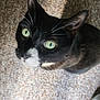 Harley Quinn is registered to the contest to win money with this photo: cat, black_and_white, green_eyes, carpet, bare_foot, indoor, pet, whiskers, curious, looking_up, fur, animal, domestic, close_up, floor, shadow, ear, nose, home, companion