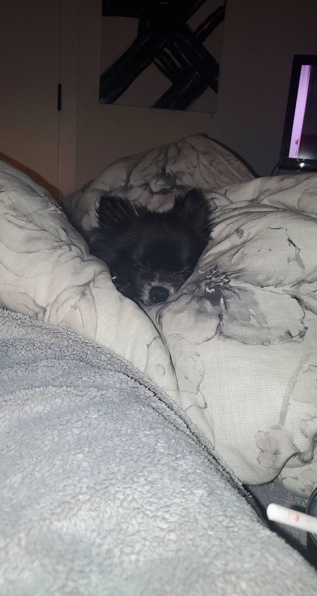 Charlee joined the competition — help win amazing prizes! bed, bed_sheet, bedding, bedroom, black, blanket, carnivore, cat, comfort, duvet, felidae, fur, grey, home, linens, nap, room, sleep, small_to_medium_sized_cats