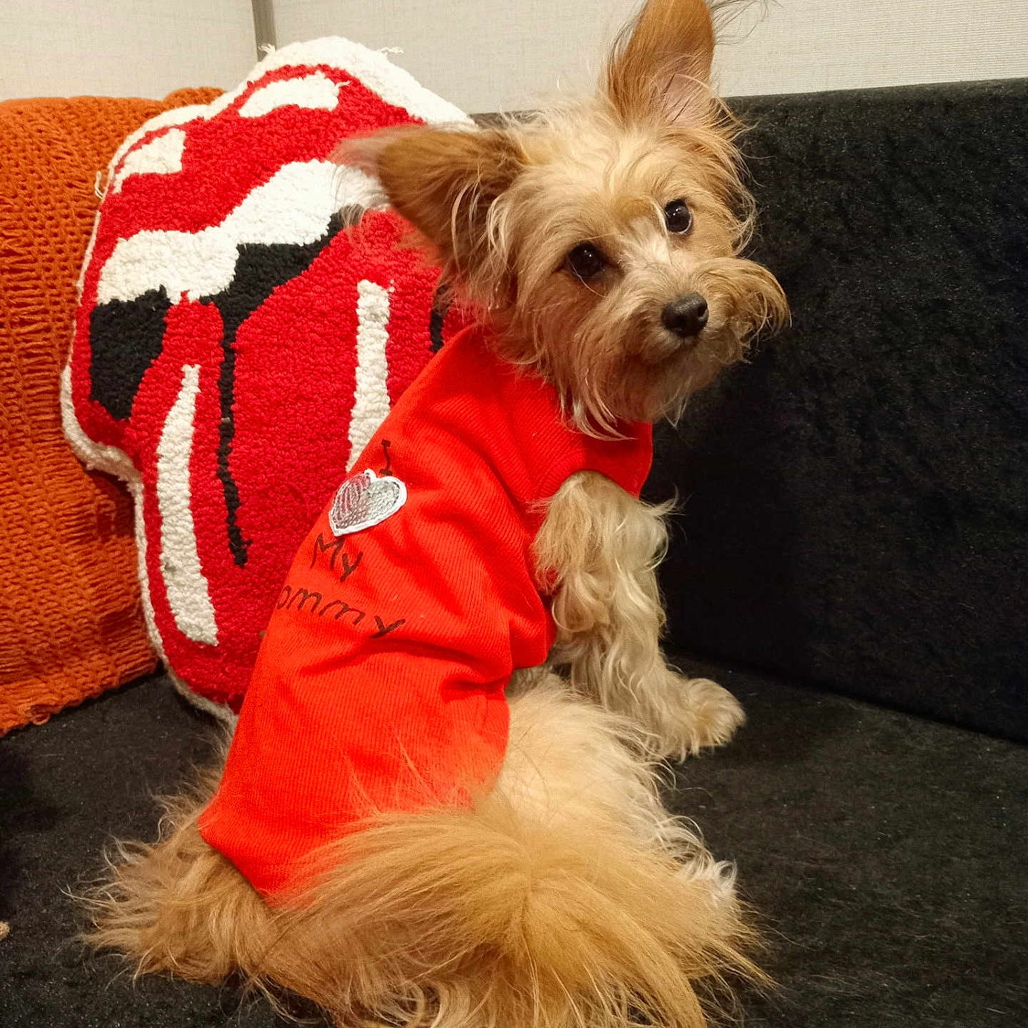 Whitney is registered to the contest to win money with this photo: animal, black_couch, companion, couch, curious, cute, decor, dog, ears, fluffy, furry_tail, indoor, looking_back, orange_sweater, pet, pillow, red_pillow, sitting, small_dog, white_pillow