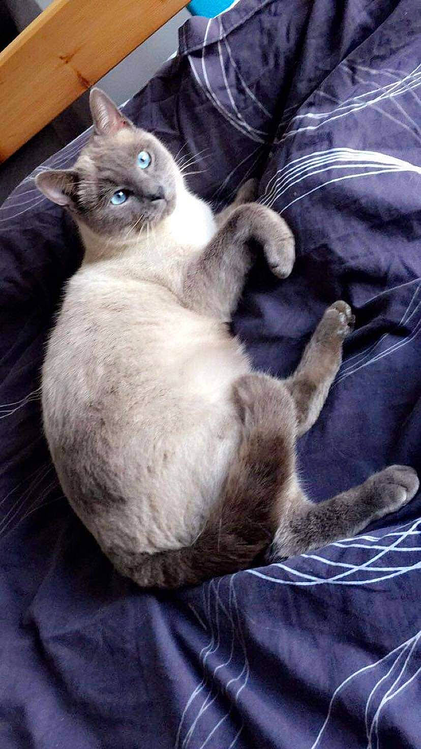 Snow participe au concours pour gagner de l'argent avec cette photo : balinese, carnivore, cat, comfort, domestic_short_haired_cat, electric_blue, felidae, fur, grey, mammal, siamese, small_to_medium_sized_cats, tail, thai, tonkinese, whiskers