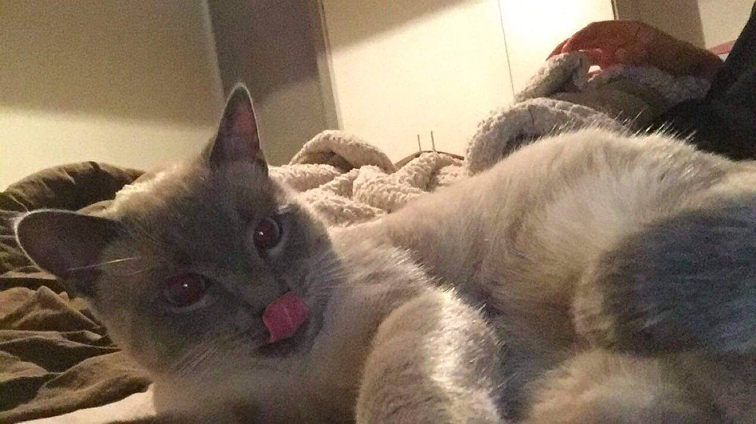 Snow participe au concours pour gagner de l'argent avec cette photo : carnivore, cat, claw, comfort, domestic_short_haired_cat, eye, felidae, fur, grey, nap, paw, sleep, small_to_medium_sized_cats, snout, tail, terrestrial_animal, vertebrate, whiskers