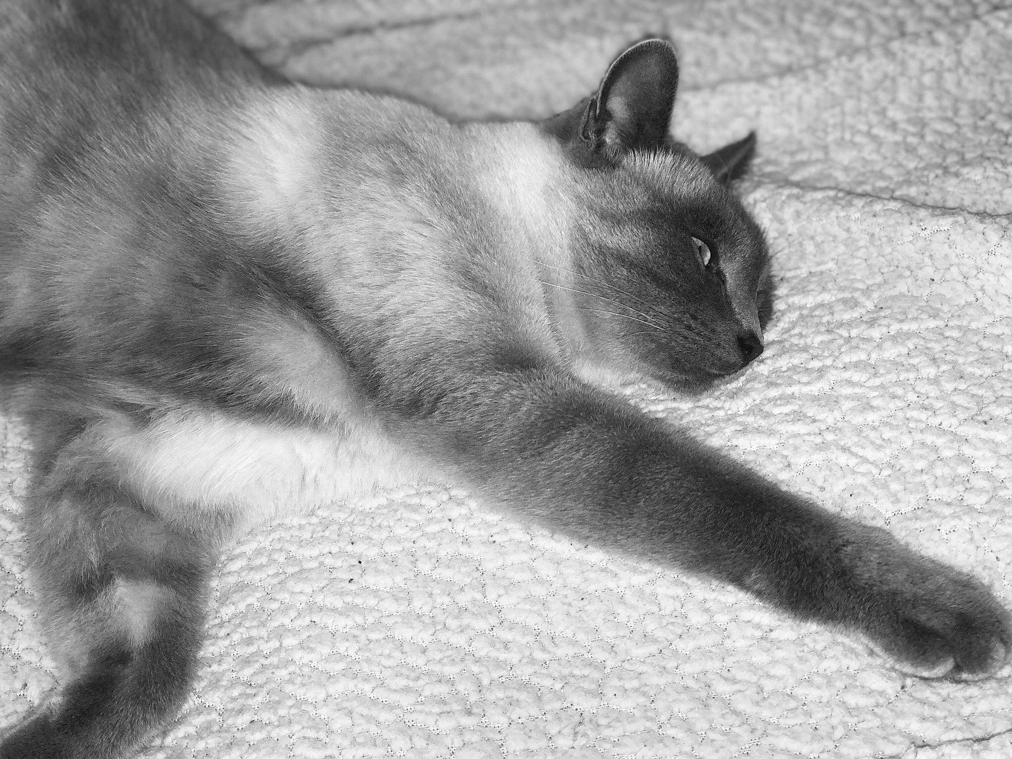 Snow participe au concours pour gagner de l'argent avec cette photo : carnivore, cat, claw, comfort, domestic_short_haired_cat, felidae, fur, grey, monochrome, monochrome_photography, nap, paw, shadow, small_to_medium_sized_cats, snout, tail, terrestrial_animal, tree, whiskers, wildlife