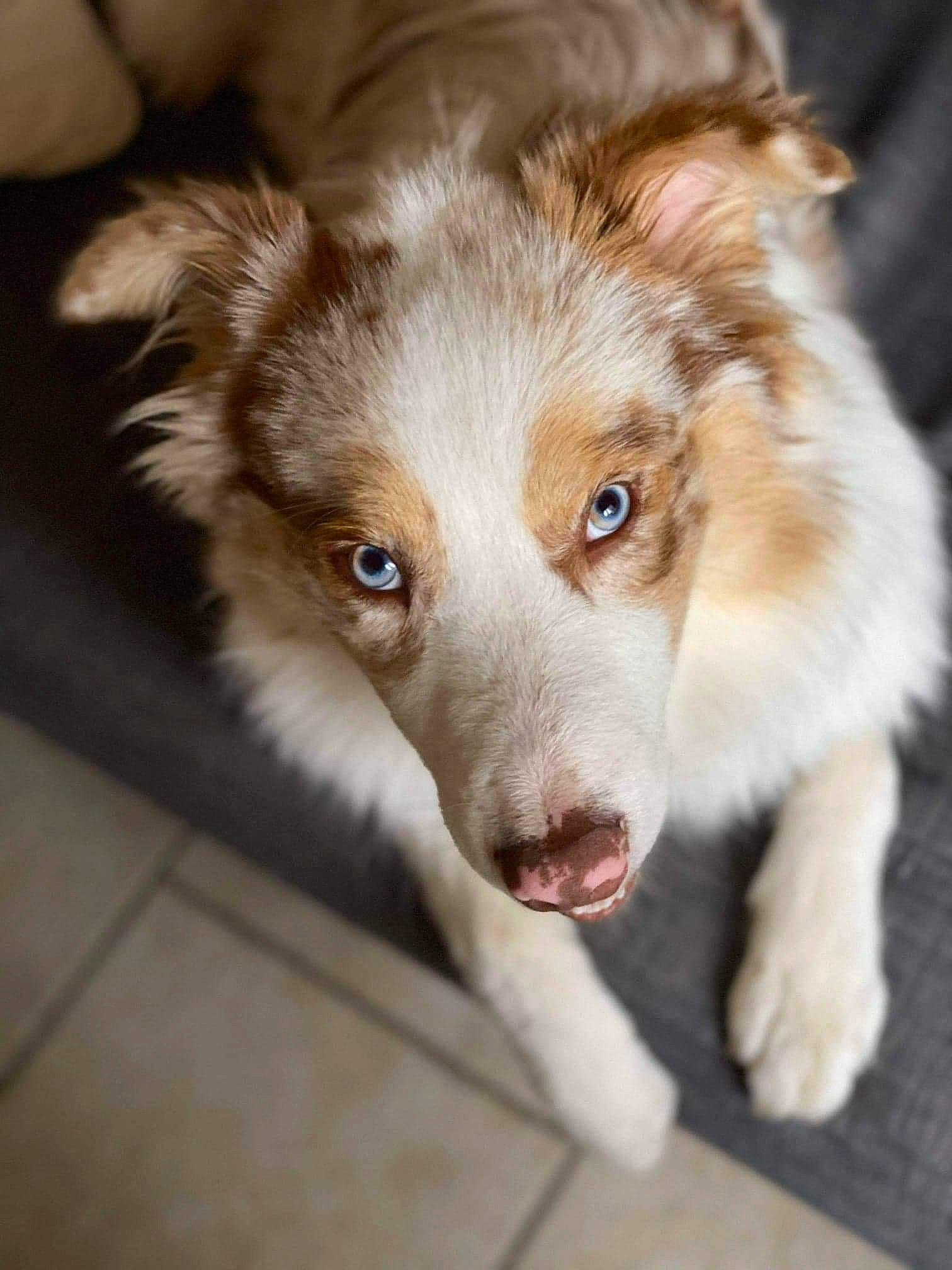 Pacco participe au concours pour gagner de l'argent avec cette photo : ancient_dog_breeds, canidae, carnivore, companion_dog, dog, dog_breed, fur, herding_dog, snout, sporting_group, terrestrial_animal, whiskers, working_dog