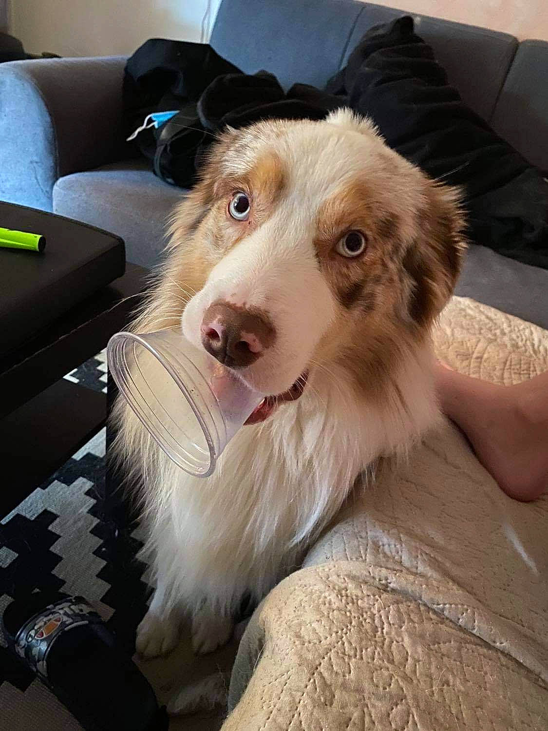 Pacco participe au concours pour gagner de l'argent avec cette photo : border_collie, canidae, carnivore, comfort, companion_dog, couch, dog, dog_breed, flooring, fur, pillow, sitting, snout, sofa_bed, sporting_group, studio_couch, whiskers, working_animal, working_dog