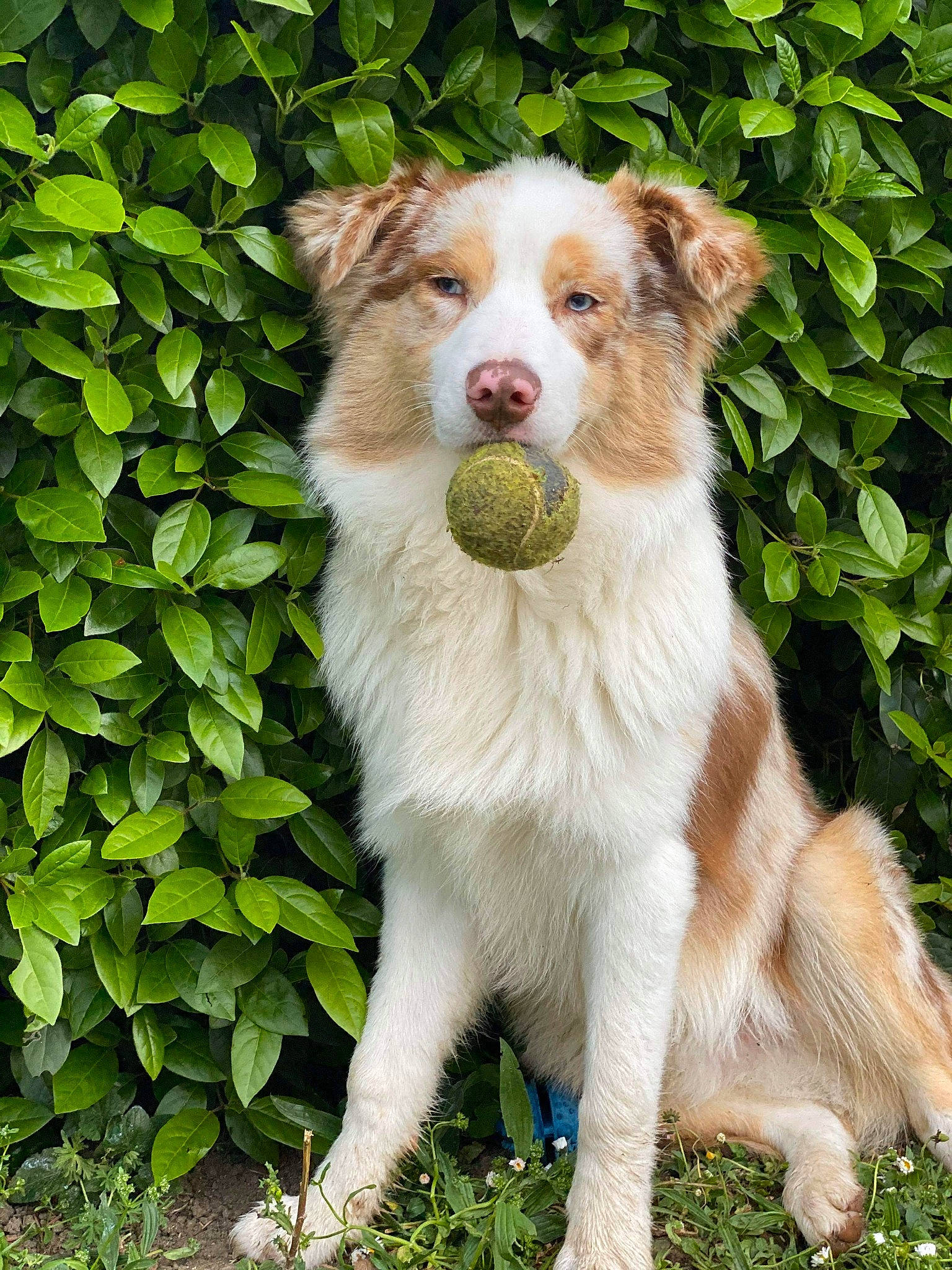 Pacco a rejoint le concours — aidez-le/la à gagner de superbes lots ! canidae, carnivore, companion_dog, dog, dog_breed, eye, fawn, fur, grass, groundcover, head, jaw, marsupial, mustelidae, plant, snout, sporting_group, tail, terrestrial_animal, whiskers