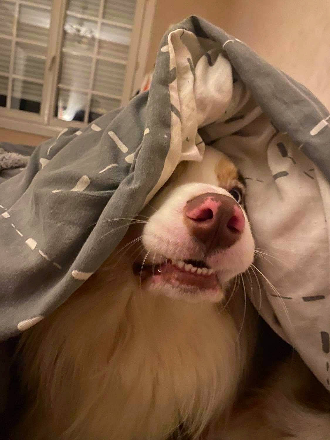 Pacco participe au concours pour gagner de l'argent avec cette photo : ball, carnivore, companion_dog, dog_breed, eye, fang, felidae, fur, happy, jacket, jaw, shout, small_to_medium_sized_cats, smile, snout, spitz, sporting_group, tooth, whiskers, yawn