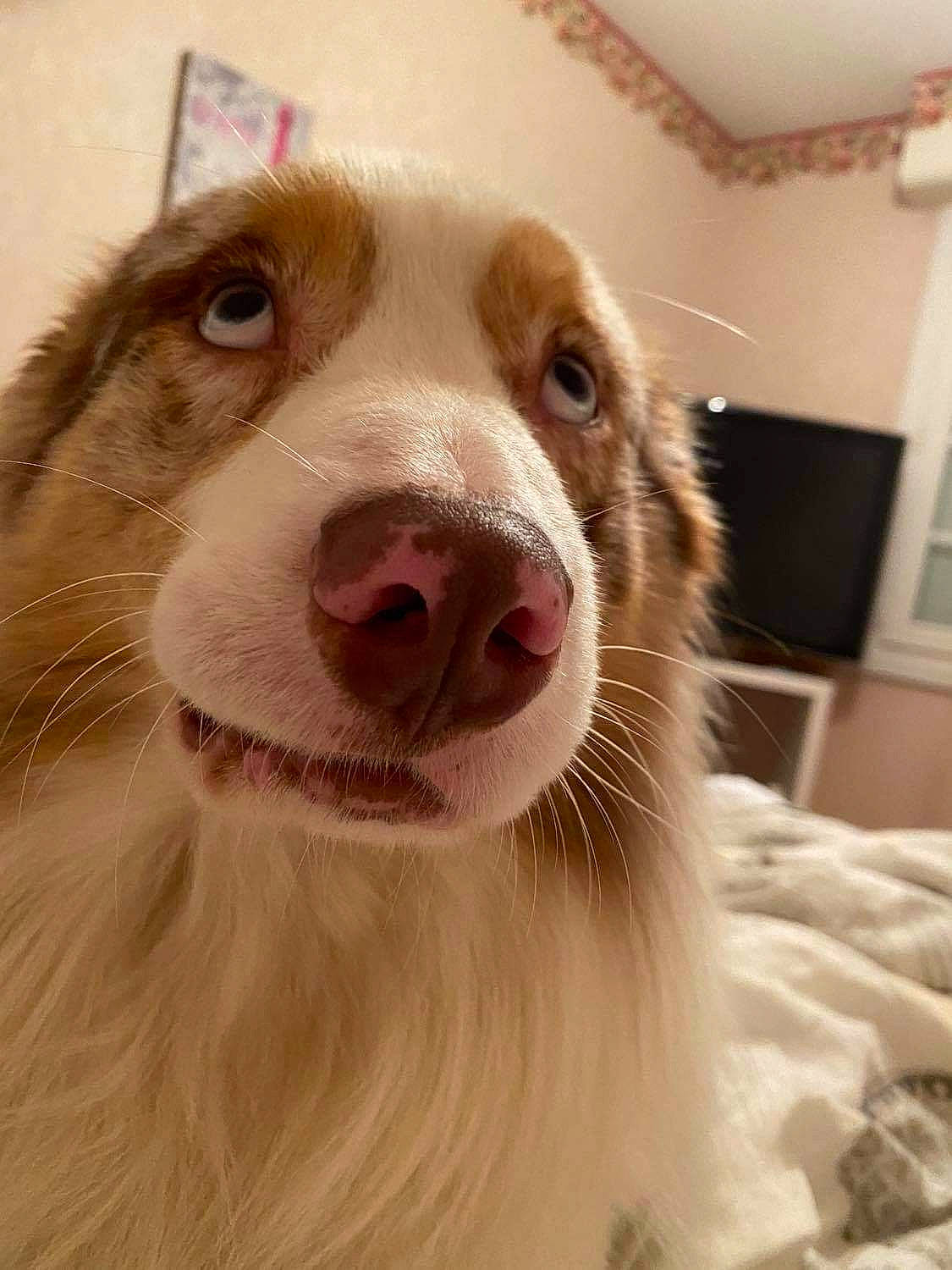 Pacco participe au concours pour gagner de l'argent avec cette photo : canidae, carnivore, companion_dog, dog, dog_breed, ear, fang, fawn, fur, happy, jaw, liver, picture_frame, shout, smile, snout, sporting_group, vertebrate, whiskers, working_animal