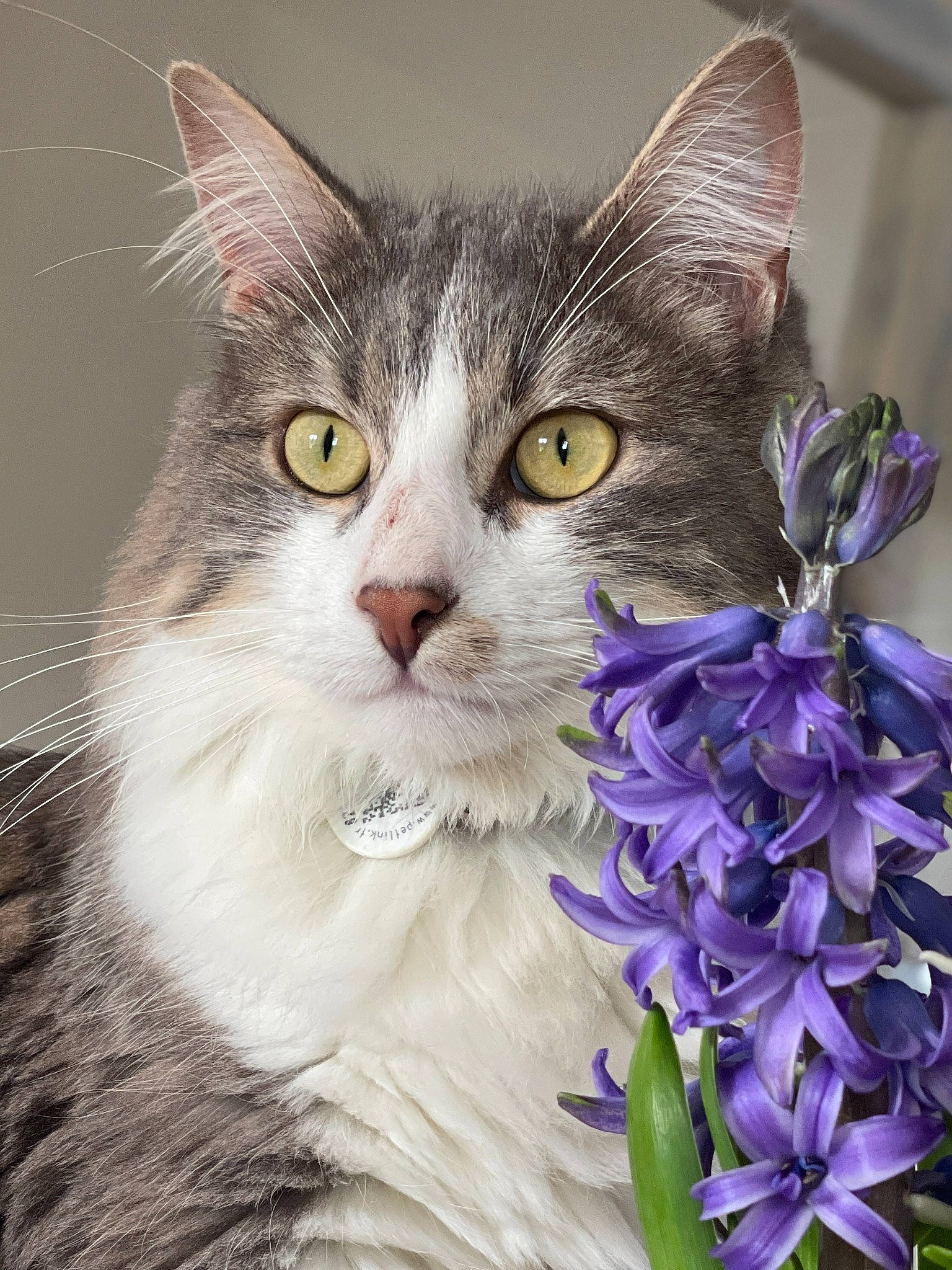 Socquette a rejoint le concours — aidez-le/la à gagner de superbes lots ! art, carnivore, cat, domestic_short_haired_cat, electric_blue, felidae, flower, flowering_plant, fur, grass, illustration, iris, paint, painting, petal, photo_caption, plant, small_to_medium_sized_cats, whiskers, window