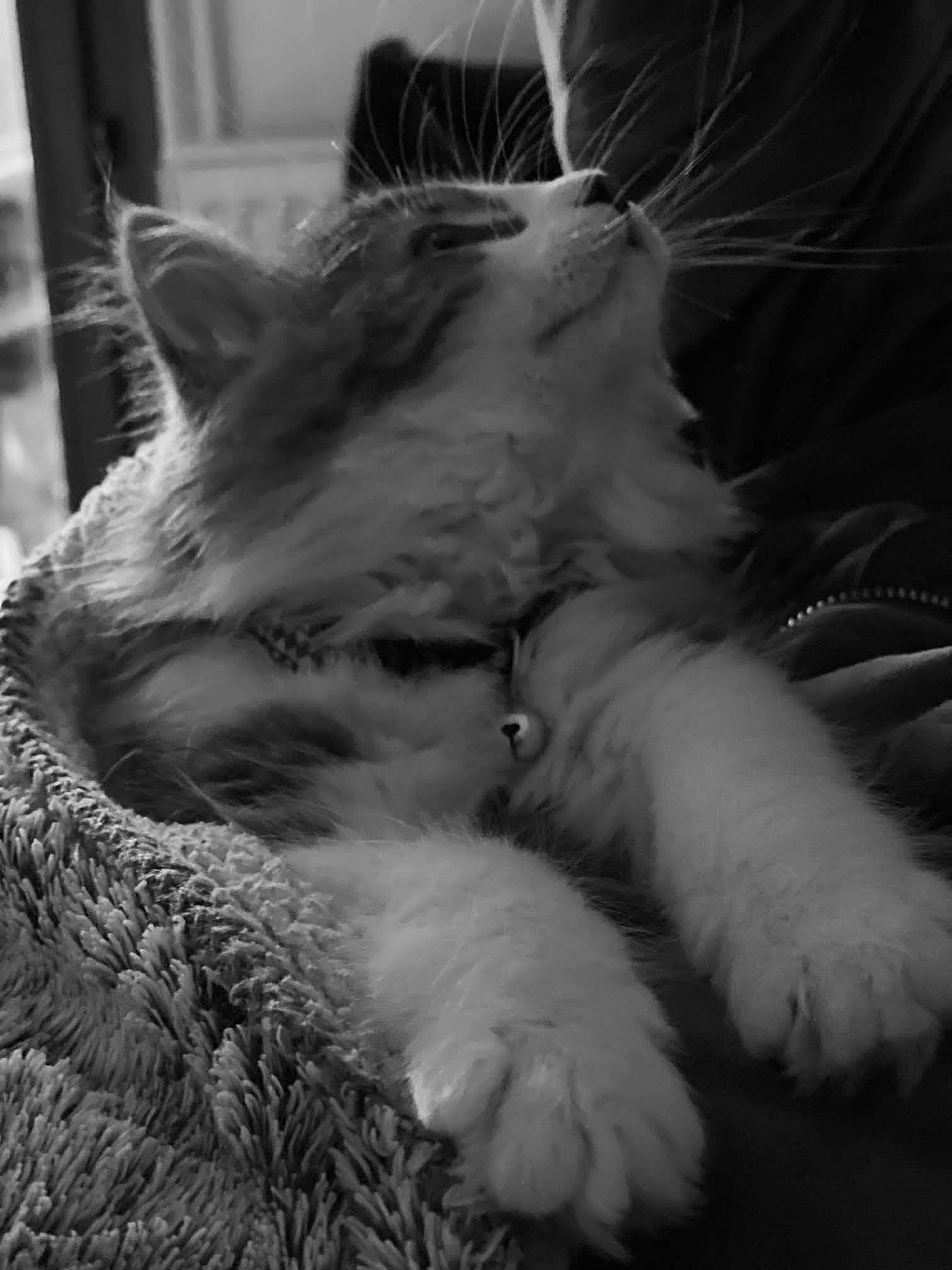 Socquette a rejoint le concours — aidez-le/la à gagner de superbes lots ! black_and_white, carnivore, cat, claw, comfort, ear, felidae, fur, grey, monochrome, monochrome_photography, natural_material, paw, small_to_medium_sized_cats, snout, style, tail, terrestrial_animal, whiskers, white