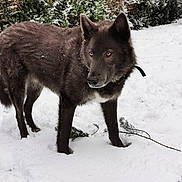 Baloo participe au concours pour gagner de l'argent avec cette photo : dog, snow, outdoor, animal, winter, forest, branch, fur, nature, canine, cold, alert, snowflakes, greenery, wildlife, pet, standing, winter_clothing, landscape, park