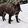 Baloo