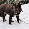 dog, snow, outdoor, animal, winter, forest, branch, fur, nature, canine, cold, alert, snowflakes, greenery, wildlife, pet, standing, winter_clothing, landscape, park