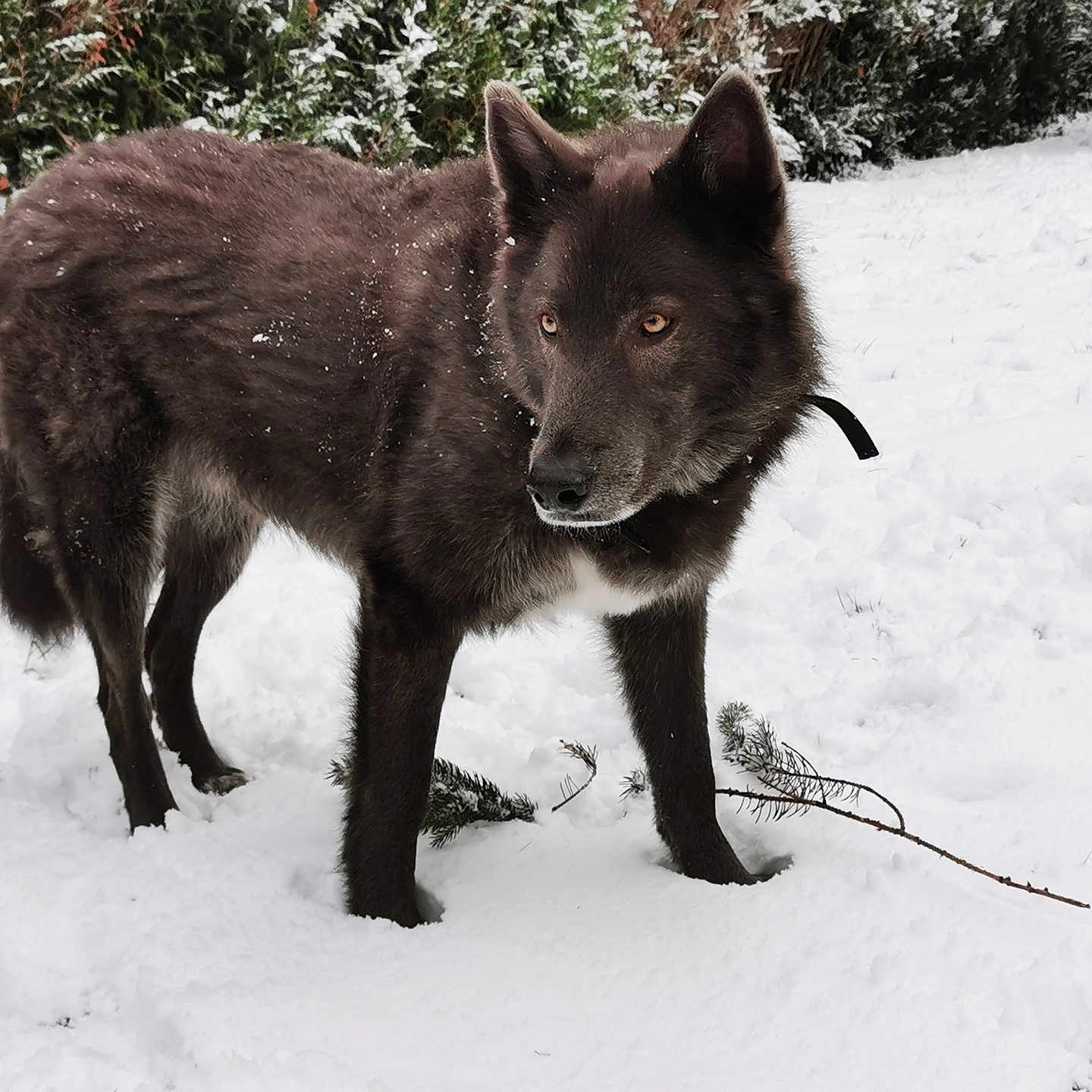 Baloo