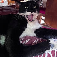 Mickey joined the competition — help win amazing prizes! animal, black_and_white, cat, close_up, cushion, face, fur, furniture, home, indoor, mammal, paw, pet, playful, relaxed, resting, table, tongue_out, whiskers, yawning