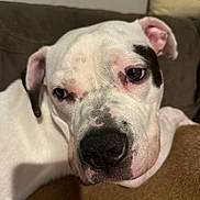 Ellie Mae joined the competition — help win amazing prizes! animal, boxer, bulldog, canine, chair, couch, dog, frenchbulldog, furniture, greatdane, hound, labradorretriever, person, pet, pitbull, pointer, puppy, sleeping, snout, whitedog
