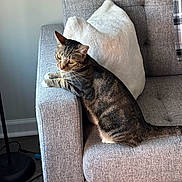 Zoe is registered to the contest to win money with this photo: cat, tabby, couch, gray, pillow, furniture, indoor, pet, animal, striped, fur, yellow_eyes, resting, armrest, cozy, domestic, curious, side_view, living_room, soft_light