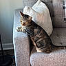 cat, tabby, couch, gray, pillow, furniture, indoor, pet, animal, striped, fur, yellow_eyes, resting, armrest, cozy, domestic, curious, side_view, living_room, soft_light