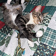 Will joined the competition — help win amazing prizes! cats, two_cats, feline, sleeping, relaxed, stretching, tabby, gray_cat, white_paws, pink_ears, whiskers, animal, pet, bed, quilt, patchwork, indoors, cozy, closeup, adorable