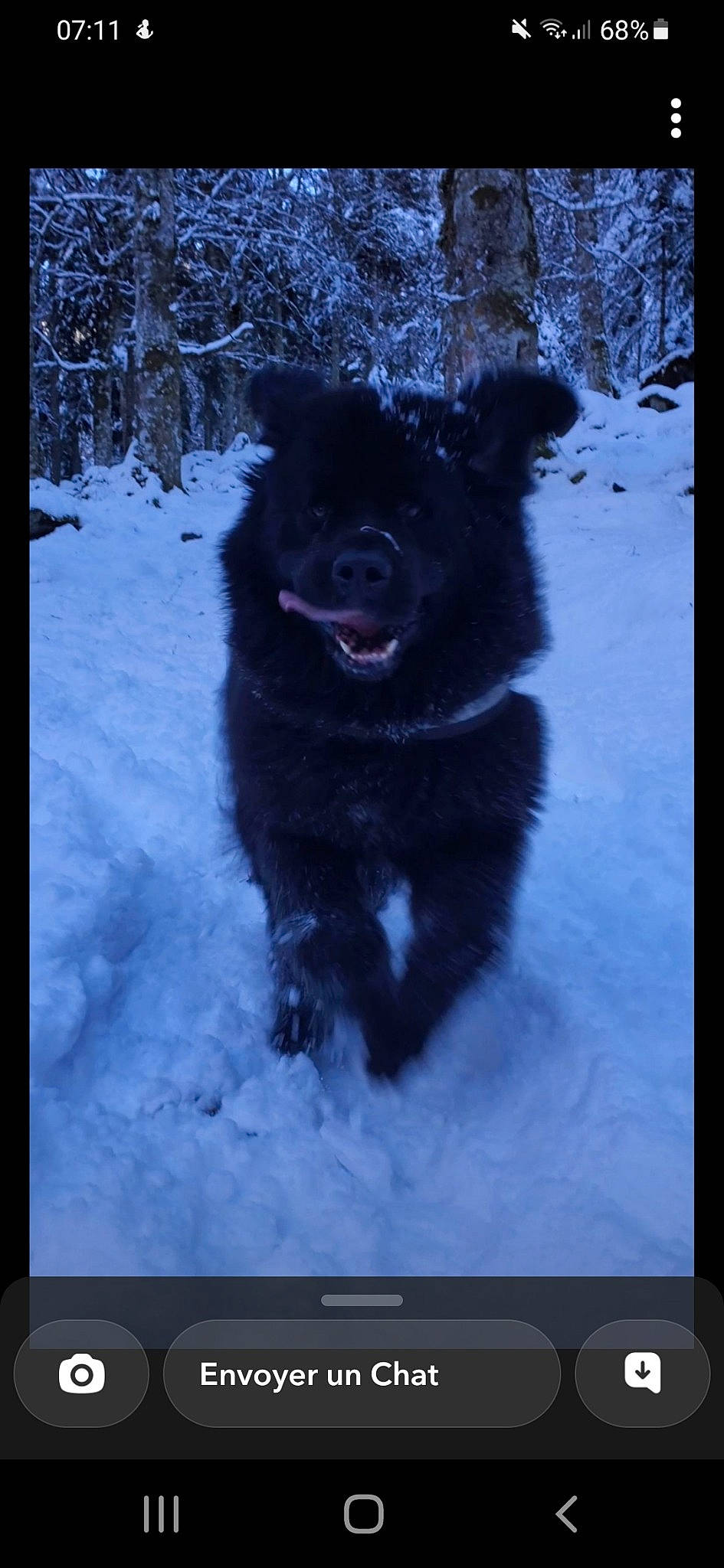 Baloo a rejoint le concours — aidez-le/la à gagner de superbes lots ! canidae, carnivore, companion_dog, display_device, dog, dog_breed, freezing, fur, non_sporting_group, picture_frame, precipitation, rectangle, snout, snow, sporting_group, tree, winter, working_animal, working_dog