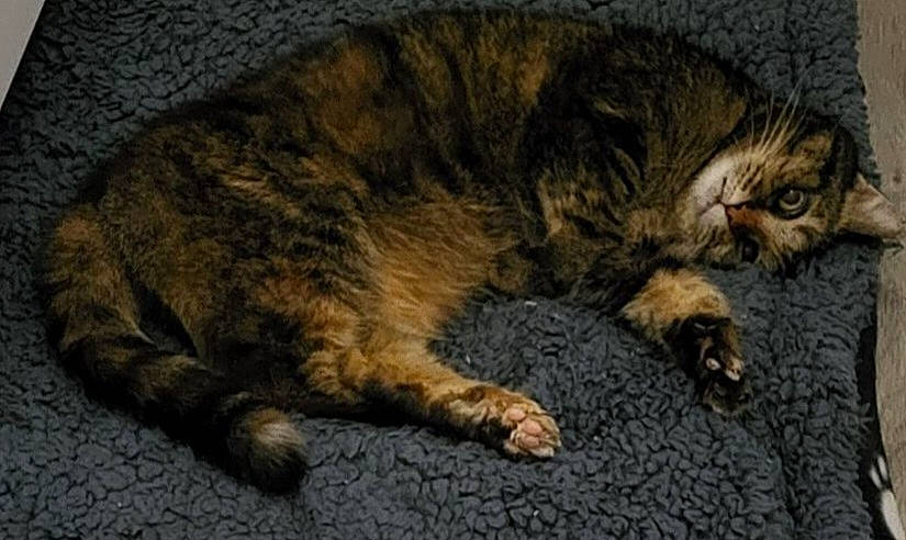 Mili participe au concours pour gagner de l'argent avec cette photo : brown, carnivore, cat, claw, comfort, domestic_short_haired_cat, felidae, fur, nap, paw, sleep, small_to_medium_sized_cats, snout, tail, terrestrial_animal, whiskers