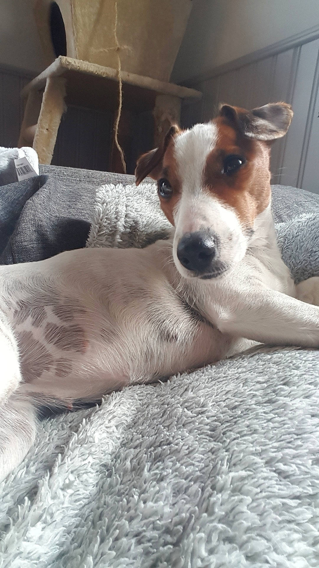 Olly a rejoint le concours — aidez-le/la à gagner de superbes lots ! canidae, carnivore, chilean_fox_terrier, companion_dog, dog, dog_breed, fawn, feist, fox_terrier, jack_russell_terrier, mammal, miniature_fox_terrier, parson_russell_terrier, rat_terrier, russell_terrier, smooth_fox_terrier, snout, teddy_roosevelt_terrier, treeing_feist, vertebrate