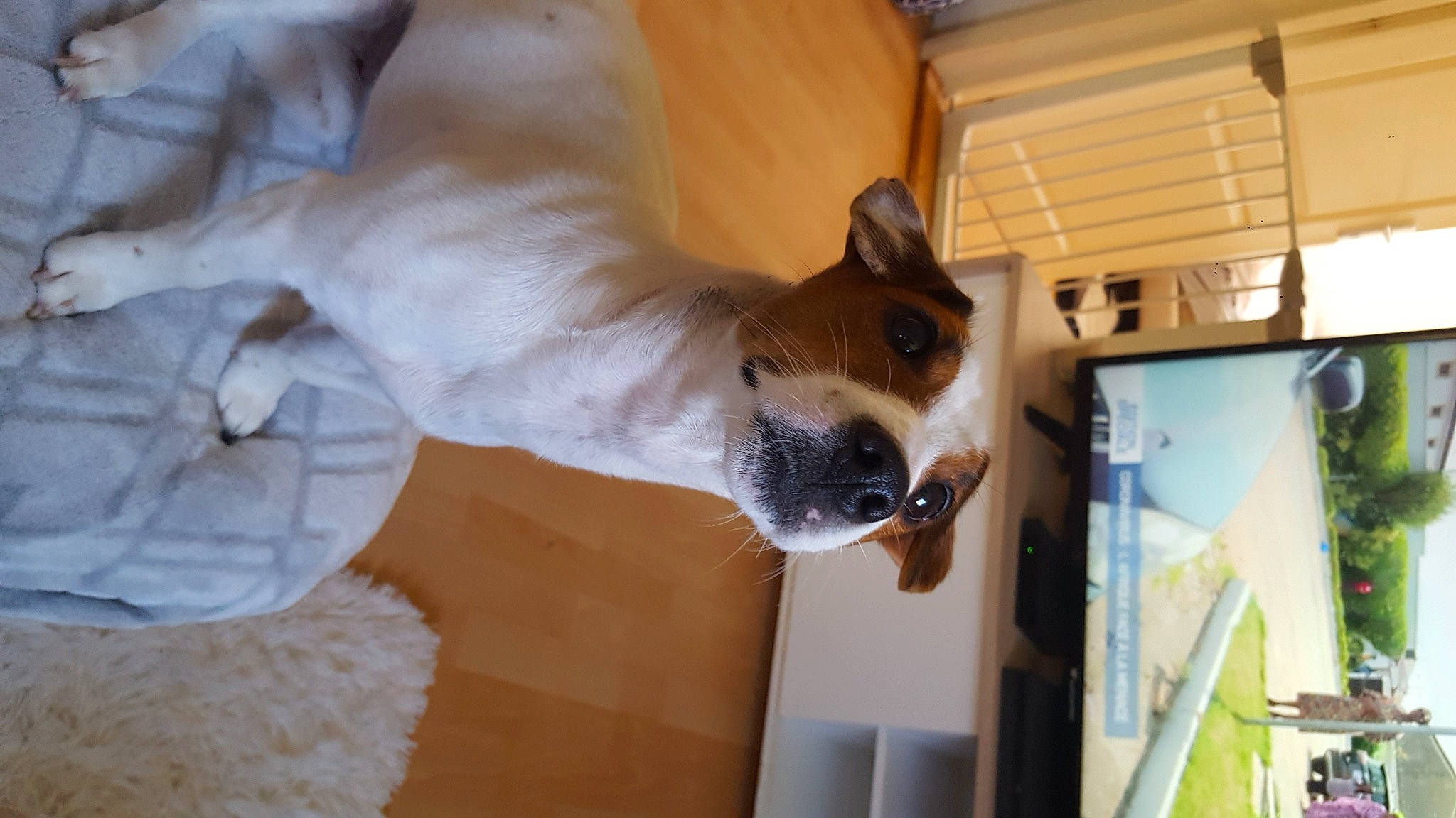 Olly participe au concours pour gagner de l'argent avec cette photo : canidae, carnivore, cat, fawn, felidae, mammal, small_to_medium_sized_cats, snout, whiskers