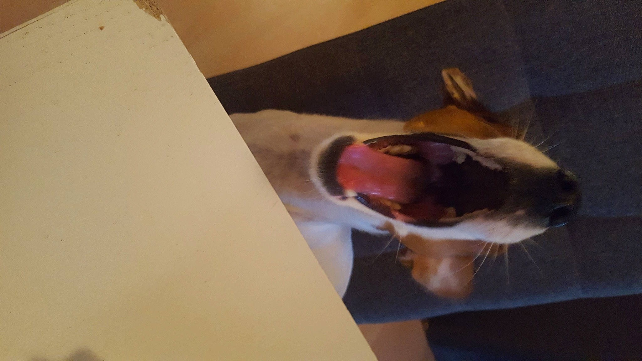 Olly participe au concours pour gagner de l'argent avec cette photo : ear, fawn, hand, room