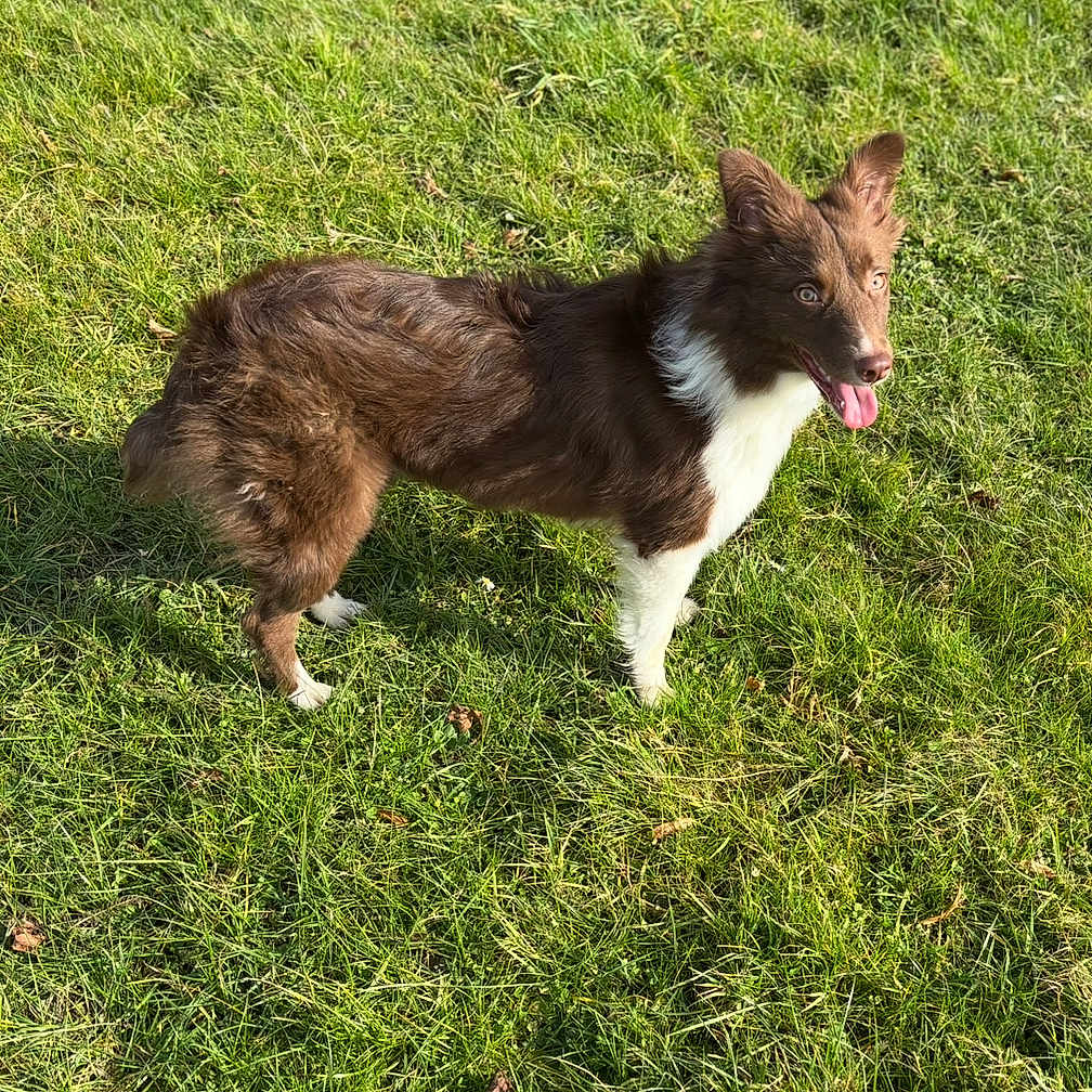 Vanille a rejoint le concours — aidez-le/la à gagner de superbes lots ! accessories, animal, backyard, canine, collie, dog, field, grass, grassland, green, herbal, husky, lawn, nature, outdoors, pet, plant, puppy, strap, yard