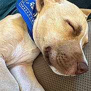 Roofuss is registered to the contest to win money with this photo: animal, bandana, brown_fur, close_up, companion, couch, cozy, cute, dog, domestic_animal, ear, fur, indoors, nose, paw, pet, relaxed, resting, sleeping, snout