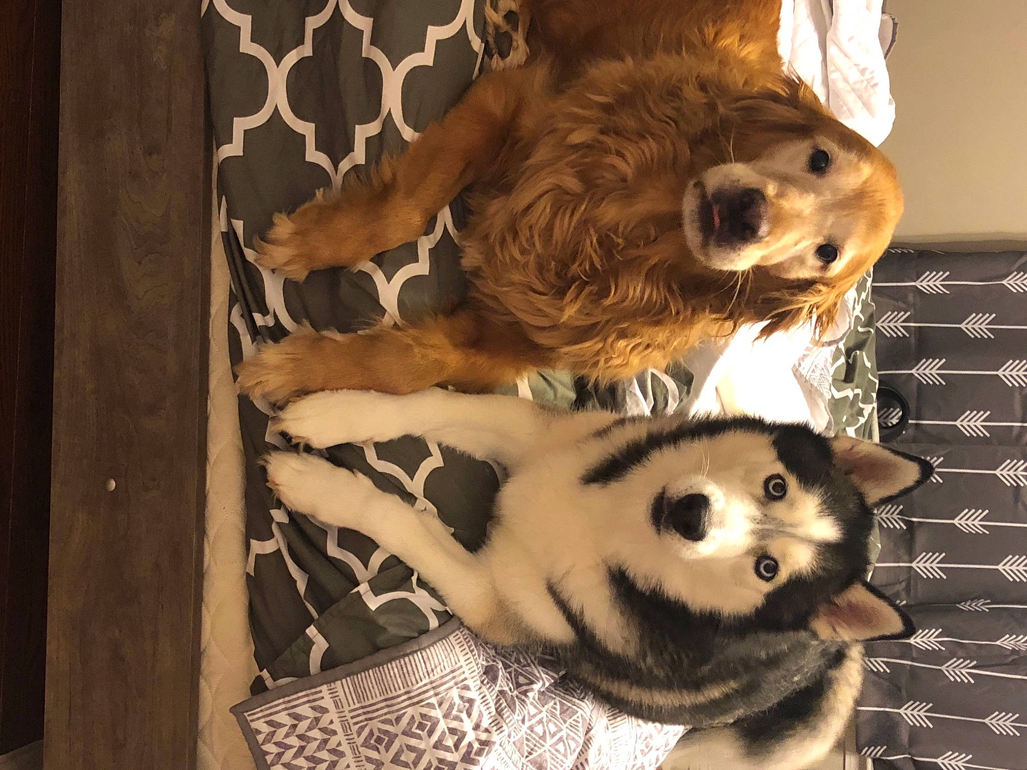 Shadow joined the competition — help win amazing prizes! canidae, carnivore, dog_breed, mammal, sporting_group