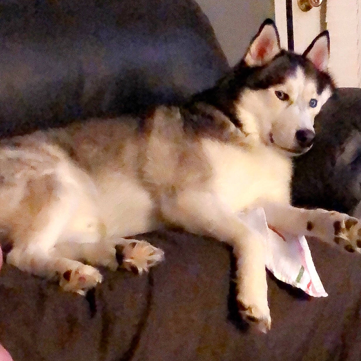 Shadow is registered to the contest to win money with this photo: alaskan_klee_kai, alaskan_malamute, canadian_eskimo_dog, canidae, carnivore, dog, dog_breed, greenland_dog, labrador_husky, mammal, miniature_siberian_husky, native_american_indian_dog, northern_inuit_dog, sakhalin_husky, seppala_siberian_sleddog, siberian_husky, sled_dog, tamaskan_dog, vertebrate, wolfdog