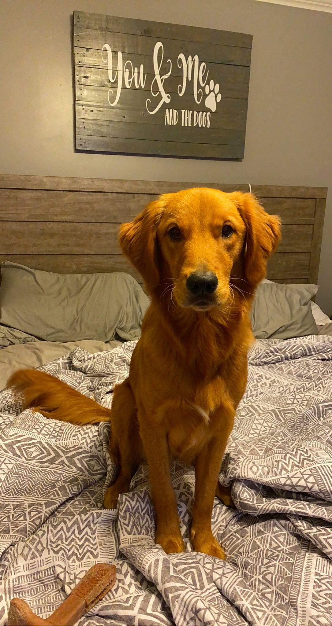 Tazer is registered to the contest to win money with this photo: canidae, carnivore, companion_dog, dog, dog_breed, fawn, flooring, fur, gun_dog, hardwood, liver, retriever, snout, sporting_group, sports_equipment, tail, varnish, whiskers, wood, working_animal