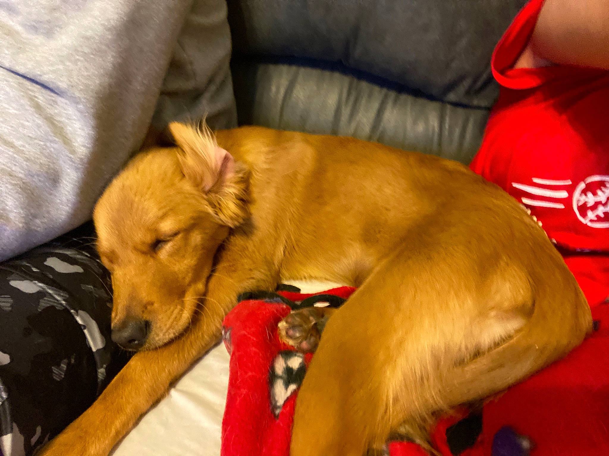 Tazer joined the competition — help win amazing prizes! canidae, carnivore, collar, comfort, companion_dog, couch, dog, dog_breed, dog_supply, fawn, fur, guard_dog, non_sporting_group, sighthound, snout, sporting_group, whiskers, working_animal