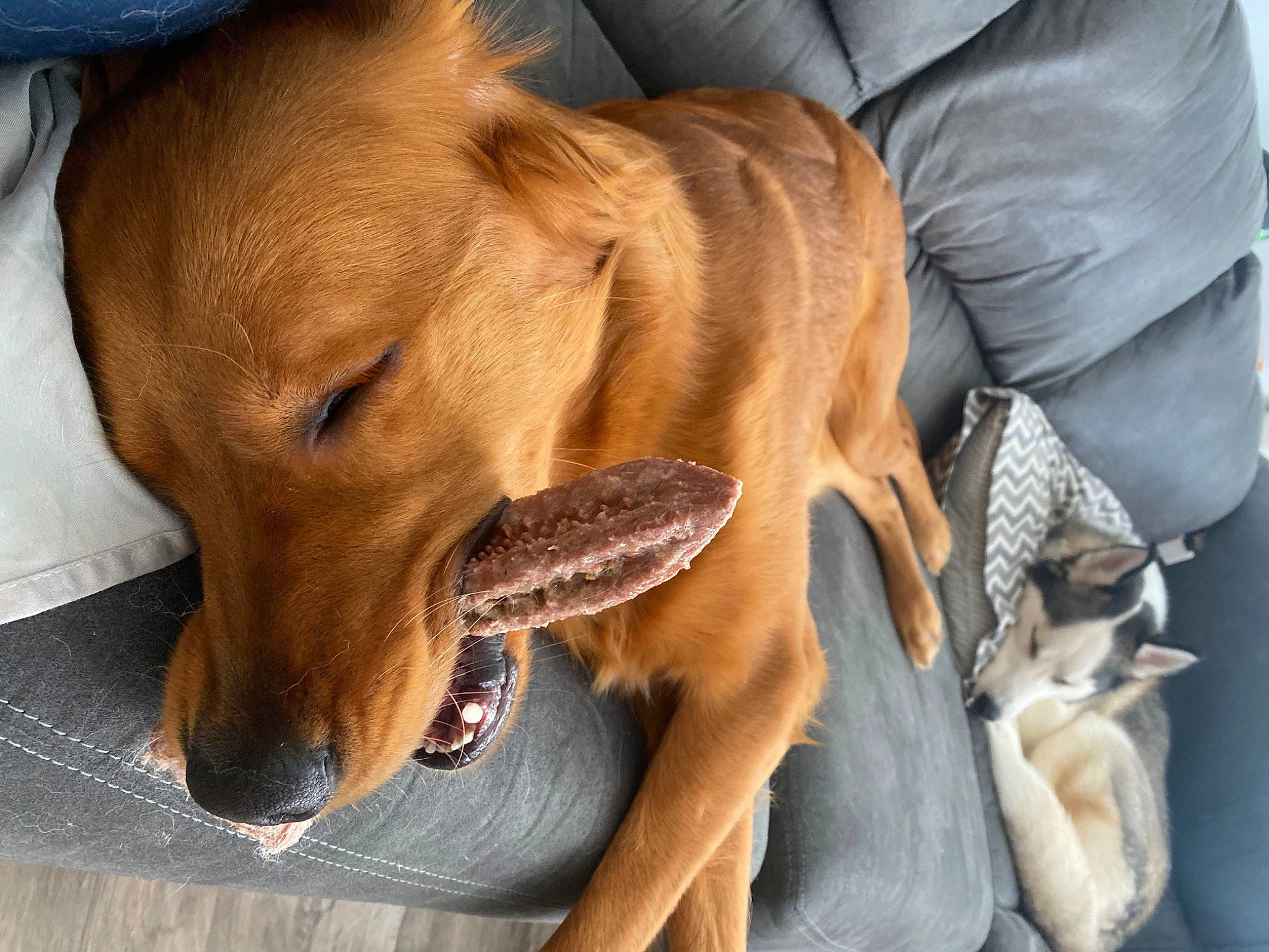 Tazer is registered to the contest to win money with this photo: canidae, carnivore, collar, comfort, companion_dog, dog, dog_breed, dog_collar, dog_supply, ear, fawn, fur, guard_dog, hound, liver, non_sporting_group, paw, pet_supply, whiskers, working_animal