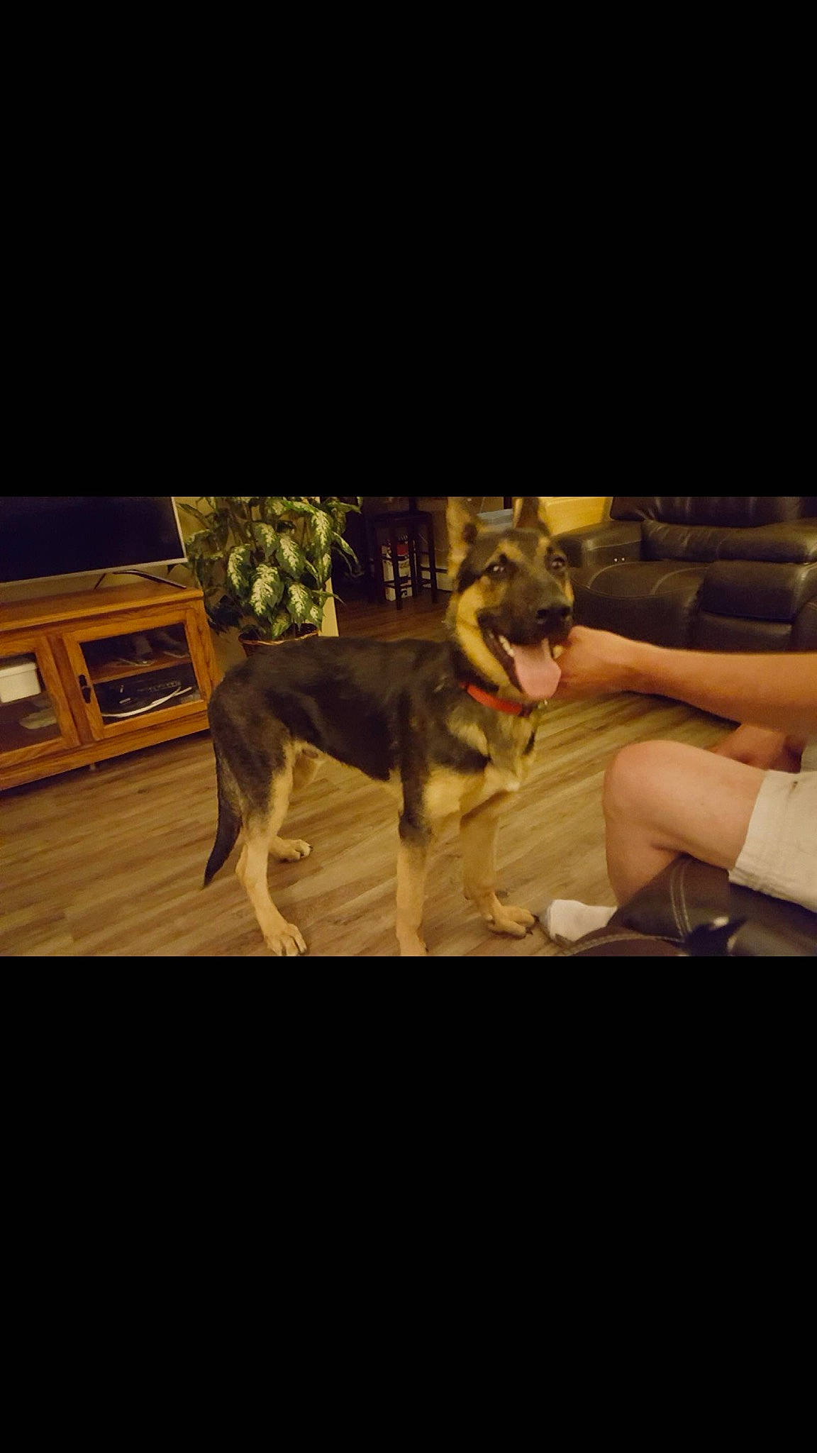 Zeus is registered to the contest to win money with this photo: canidae, canis, carnivore, companion_dog, couch, darkness, dog, dog_breed, fawn, flash_photography, flooring, fur, human_leg, night, sitting, sled_dog, snout, sporting_group, wood, working_dog