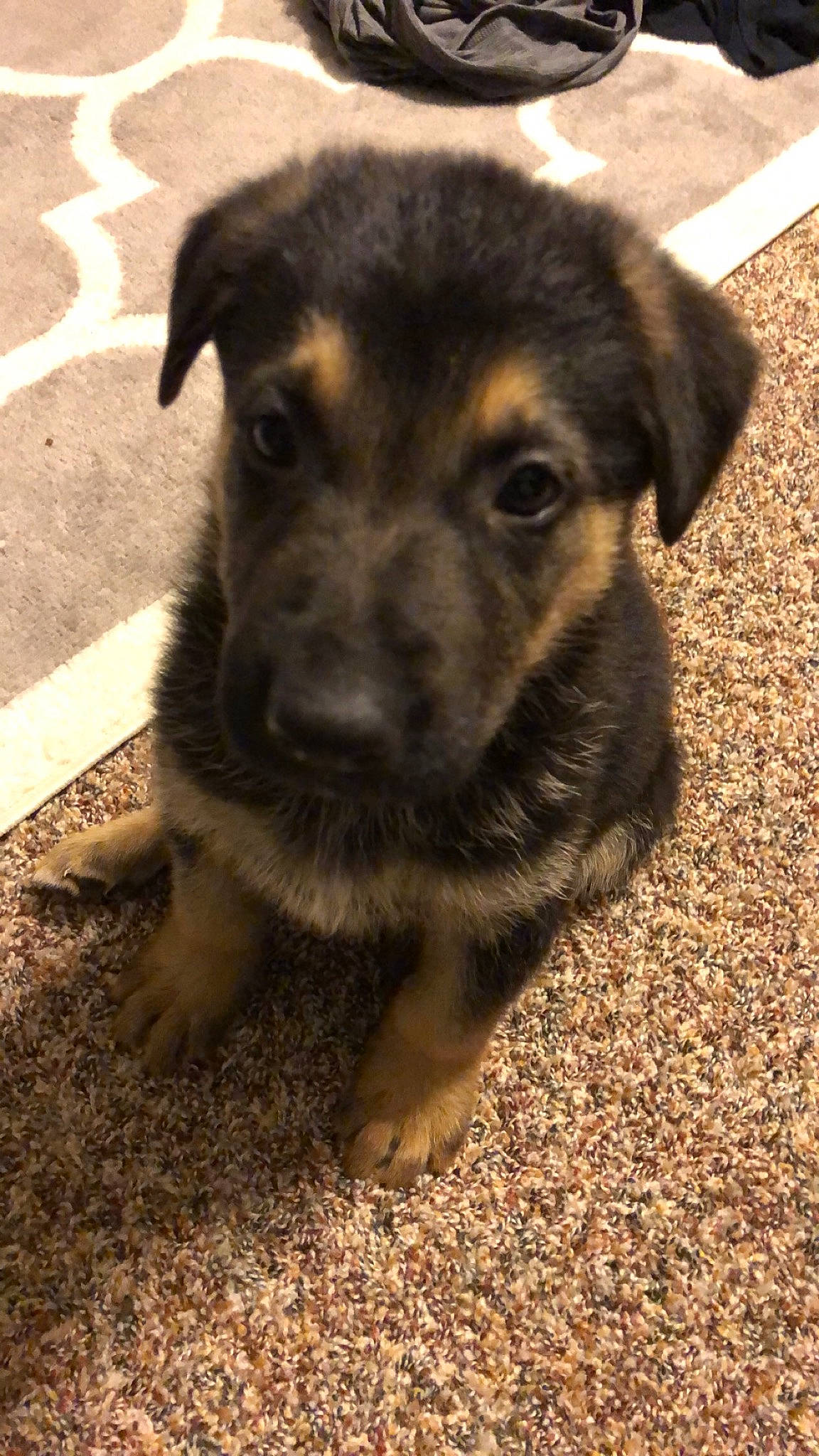 Zeus is registered to the contest to win money with this photo: carnivore, companion_dog, dog, dog_breed, fawn, fur, grass, guard_dog, paw, shadow, snout, soil, sporting_group, street_dog, terrestrial_animal, whiskers, working_animal, working_dog