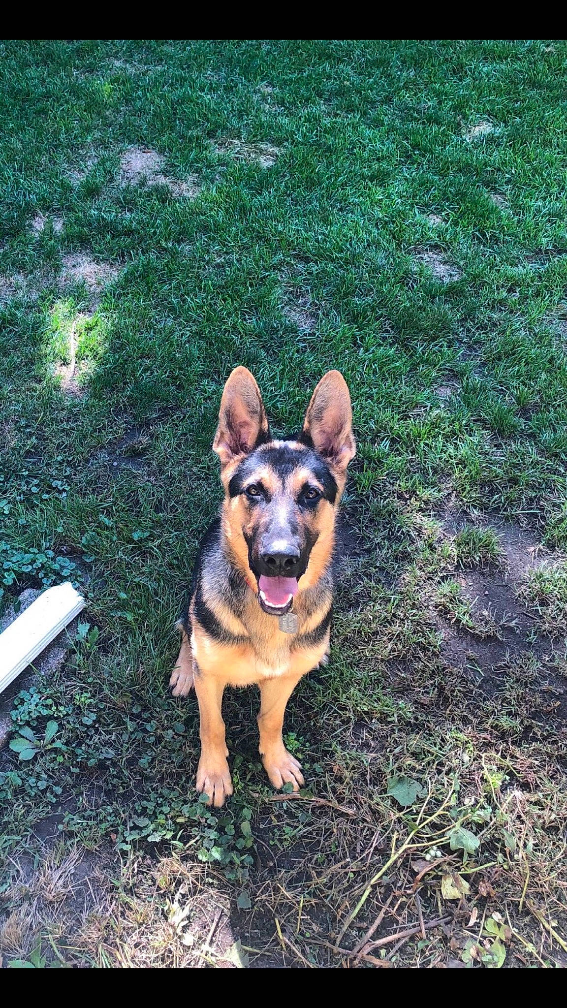 Zeus joined the competition — help win amazing prizes! canidae, carnivore, companion_dog, dog, dog_breed, fawn, german_shepherd_dog, grass, groundcover, herding_dog, lawn, paw, plant, snout, soil, sporting_group, terrestrial_animal, toy_dog, working_dog