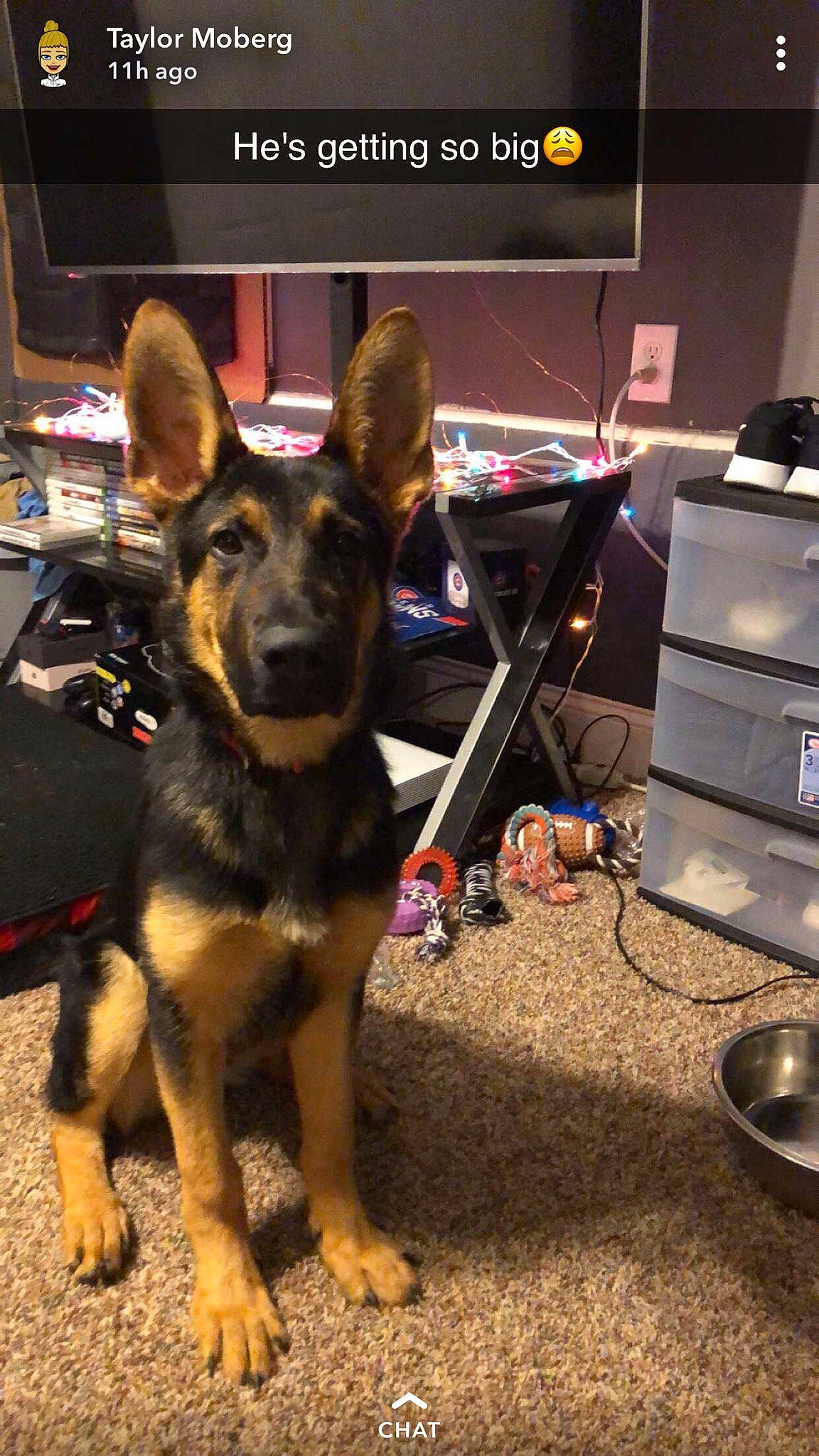 Zeus is registered to the contest to win money with this photo: audio_equipment, canidae, carnivore, companion_dog, dog, dog_breed, dog_supply, drawer, east_european_shepherd, flooring, fur, german_shepherd_dog, guard_dog, herding_dog, home_appliance, king_shepherd, sporting_group, working_dog