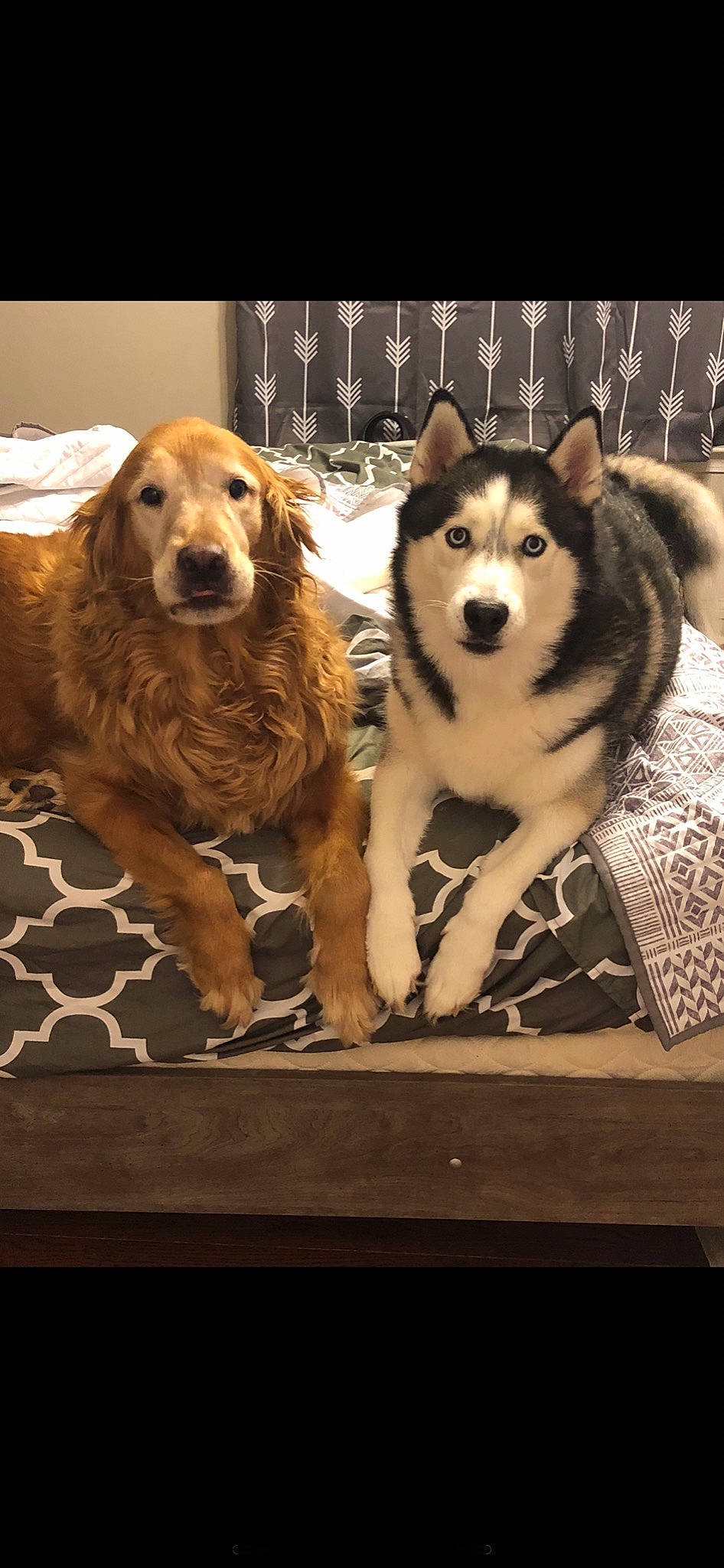 Hunter joined the competition — help win amazing prizes! alaskan_malamute, canadian_eskimo_dog, canidae, carnivore, dog, dog_breed, fawn, mammal, native_american_indian_dog, northern_inuit_dog, rare_breed_dog, sakhalin_husky, seppala_siberian_sleddog, siberian_husky, sled_dog, sporting_group, tamaskan_dog, vertebrate, west_siberian_laika, wolfdog