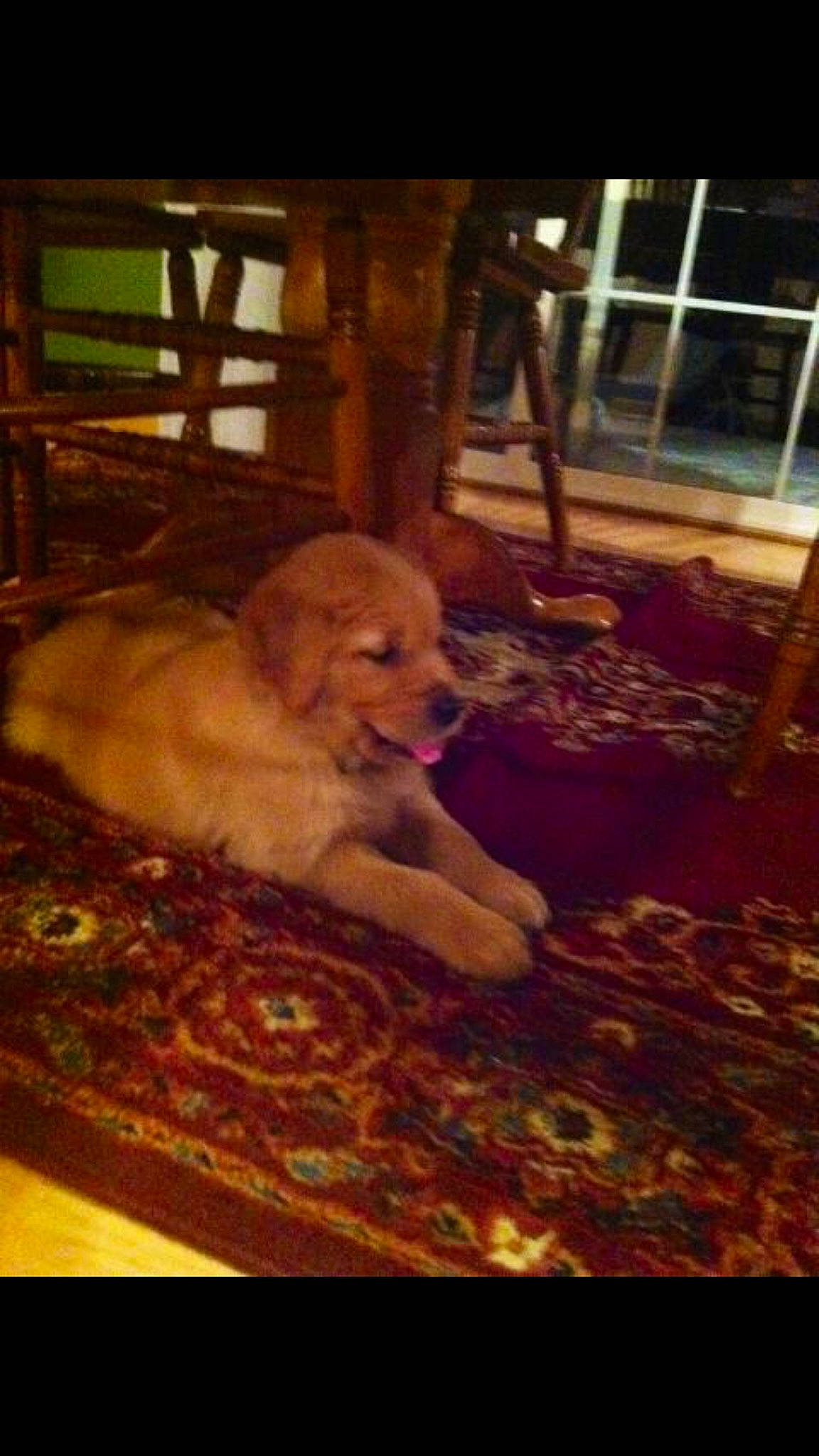 Hunter is registered to the contest to win money with this photo: canidae, carnivore, companion_dog, dog, dog_breed, fawn, golden_retriever, hovawart, labrador_retriever, mammal, puppy, retriever, sporting_group, vertebrate