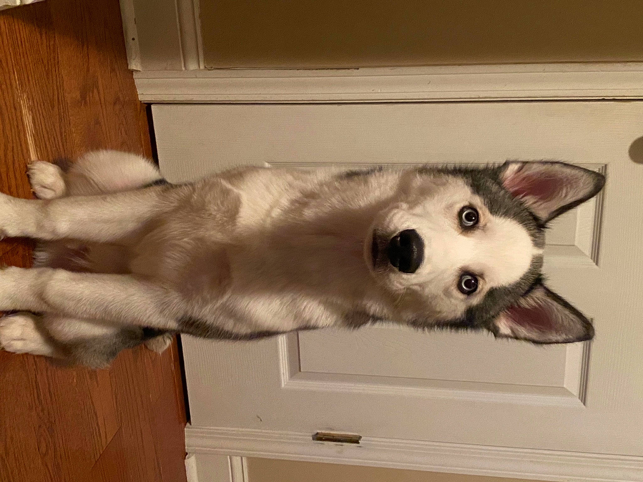 Kane joined the competition — help win amazing prizes! alaskan_malamute, canidae, carnivore, dog, dog_breed, labrador_husky, mammal, miniature_siberian_husky, northern_inuit_dog, paw, sakhalin_husky, siberian_husky, sled_dog, snout, tamaskan_dog, vertebrate, wolfdog