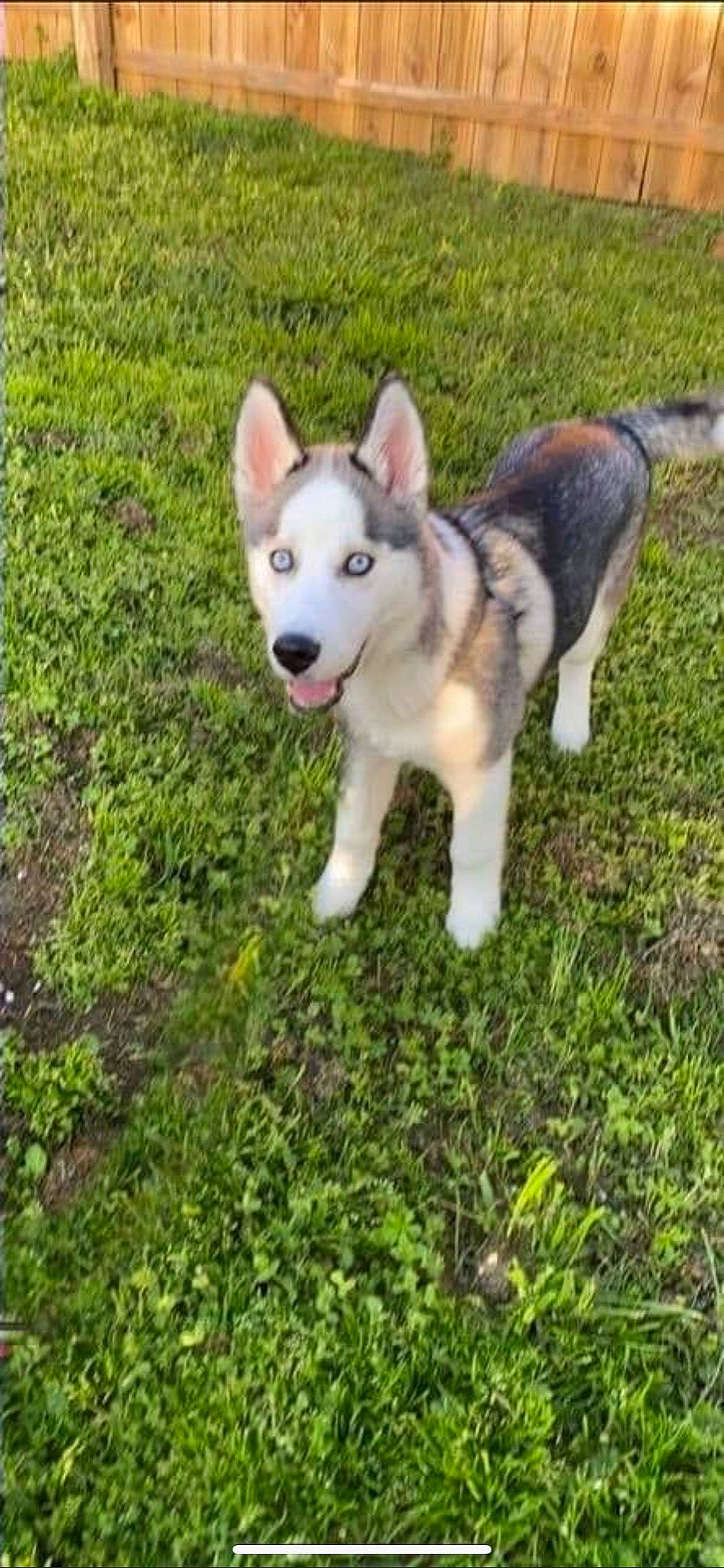 Kane is registered to the contest to win money with this photo: alaskan_malamute, canadian_eskimo_dog, canidae, carnivore, czechoslovakian_wolfdog, dog, dog_breed, east_siberian_laika, jamthund, mammal, native_american_indian_dog, northern_inuit_dog, saarloos_wolfdog, sakhalin_husky, seppala_siberian_sleddog, siberian_husky, sled_dog, tamaskan_dog, vertebrate, wolfdog