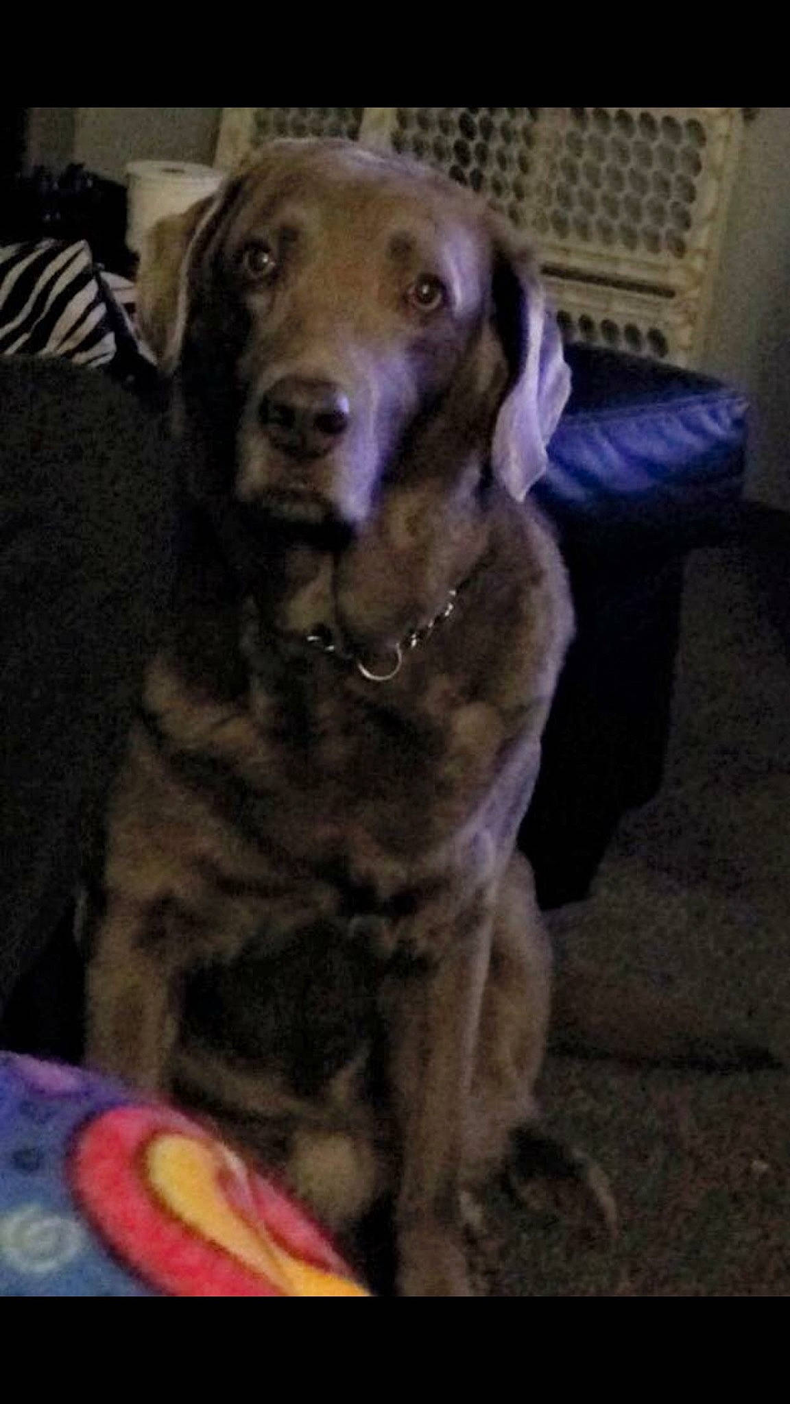 Chloe joined the competition — help win amazing prizes! beagador, canidae, carnivore, chesapeake_bay_retriever, dog, dog_breed, fawn, labrador_retriever, mammal, retriever, sporting_group, vertebrate