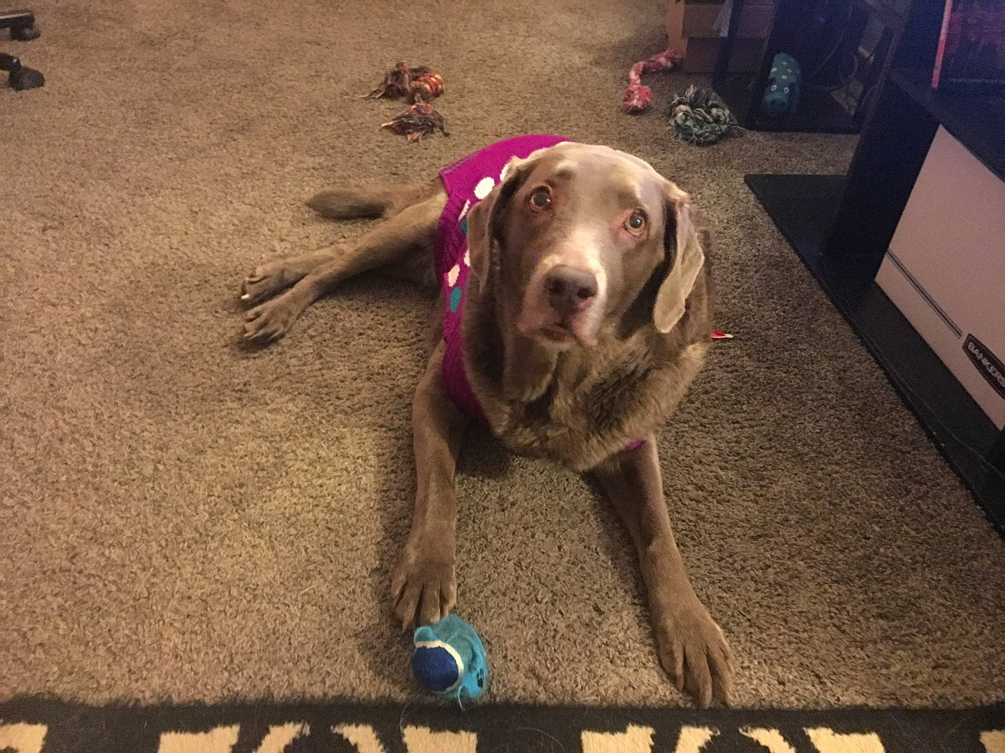 Chloe is registered to the contest to win money with this photo: beagador, canidae, carnivore, chesapeake_bay_retriever, dog, dog_breed, fawn, liver, mammal, pointing_breed, snout, sporting_group, vertebrate, weimaraner
